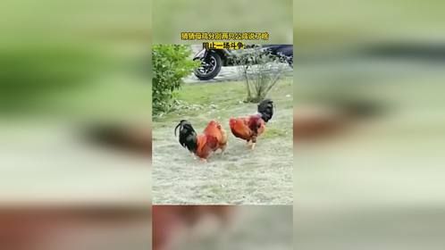 猜猜母鸡分别两只公鸡说了啥，能阻止一场斗争
