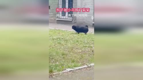 狗子被小鸟啄了菊花，网友：过分了啊！