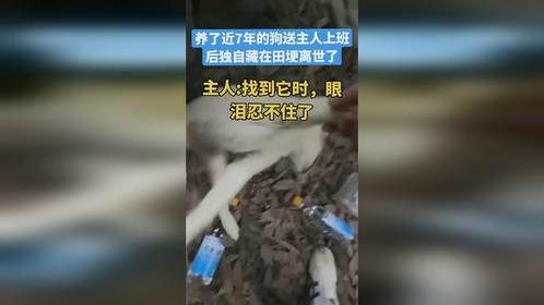 养了近7年的狗子送主人上班后，独自藏在田埂离世了