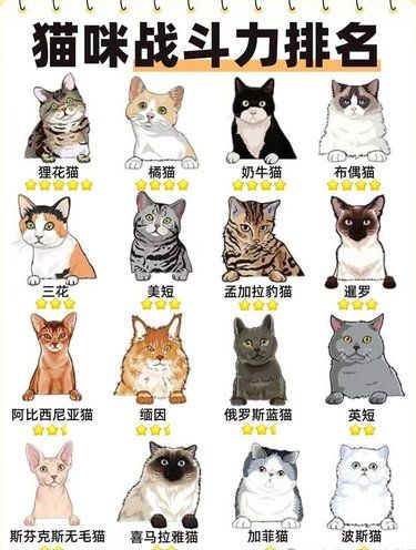 焦躁不安的年轻人养出了一批抑郁的猫