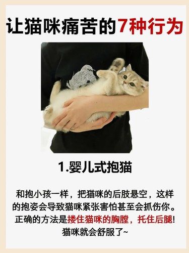 让猫咪痛苦的7种行为！不要做