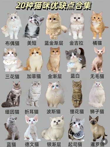 猫猫大分类
