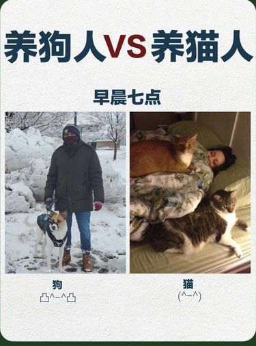养猫人vs养狗人，看一万遍都扎心❗