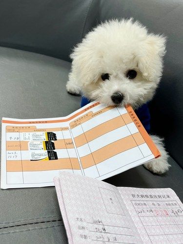 因为一只狗，闹的想分手……