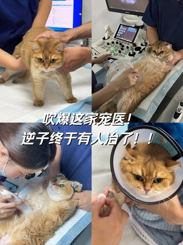 猫:我有的是力气和手段……除非遇到这家宠医
