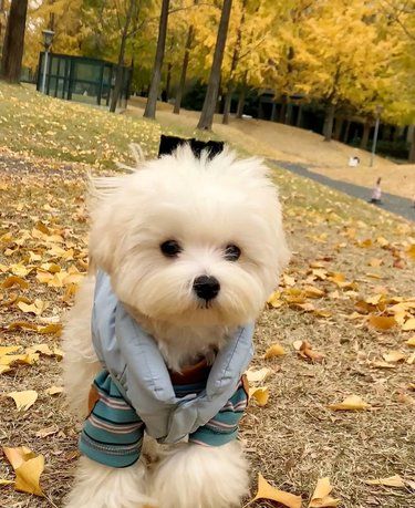 狗狗总是挠痒痒怎么办