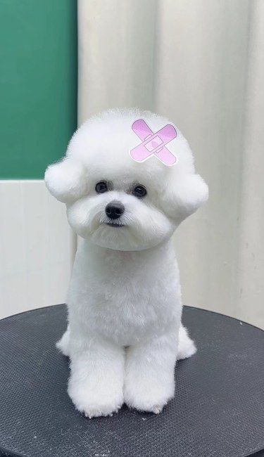 小狗也要美美哒