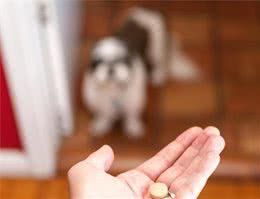 给狗狗喂药很痛苦?何不试试这3个办法,让狗狗乖乖吃药