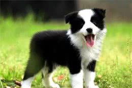 为什么建议第一次养狗的人,不要养边境牧羊犬?