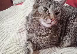 关于猫咪内分泌失调的一些问题