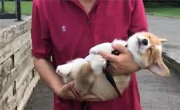 幼犬多大能够开始训练?其实狗狗很小开始,就能够开始社会化训练