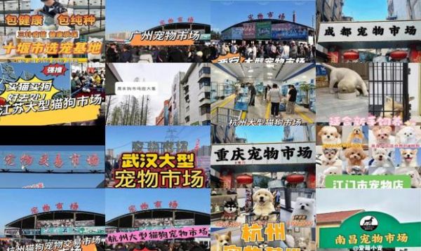 十堰宠物狗市场在哪里