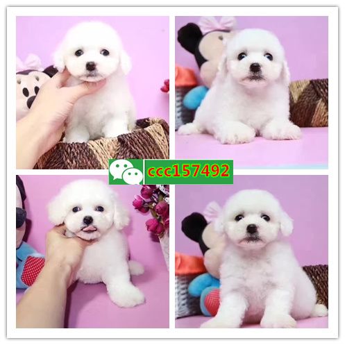 十堰店，出售各种名犬名猫（中心）