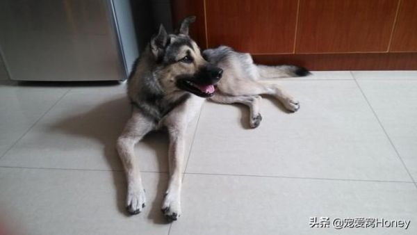 第一次养狗到底养公的还是母的好？建议选择母狗，理由在这里