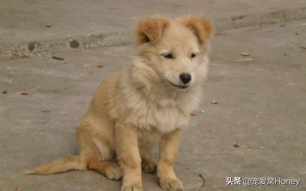 第一次养狗到底养公的还是母的好？建议选择母狗，理由在这里