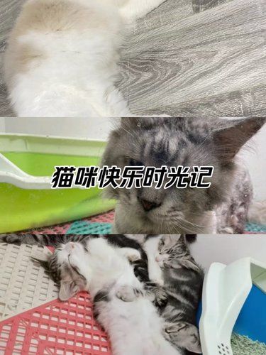 小宠在淘淘迪的快乐体验