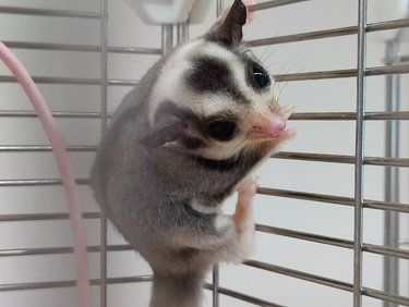 袋鼠近亲蜜袋鼯