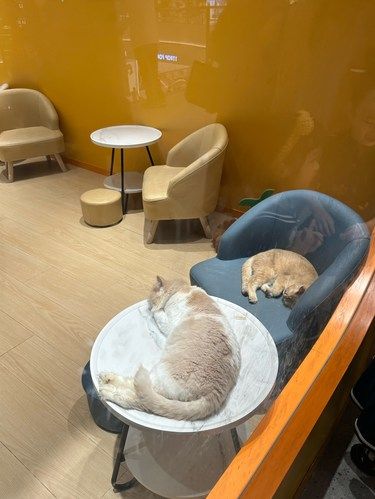 一屋子猫猫都在睡觉