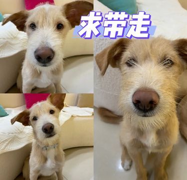 杭州“李荣浩”—— 小狗找领养