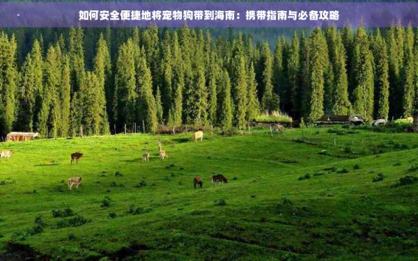 如何安全便捷地将宠物狗带到海南：携带指南与必备攻略