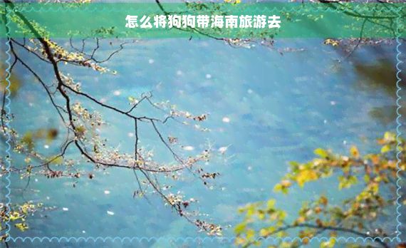 怎么将狗狗带海南旅游去
