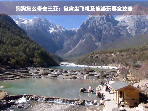 狗狗怎么带去三亚：包含坐飞机及旅游玩耍全攻略