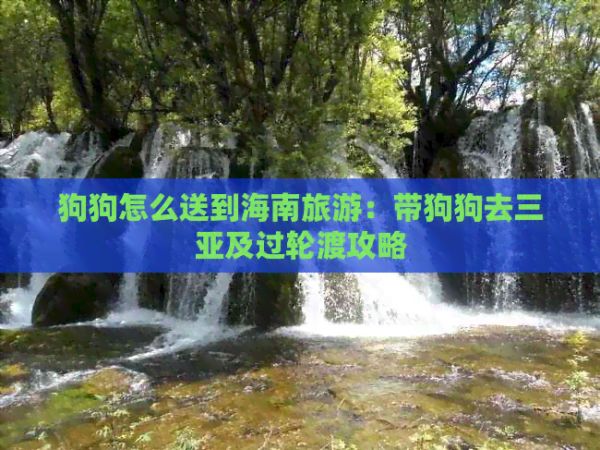 狗狗怎么送到海南旅游：带狗狗去三亚及过轮渡攻略