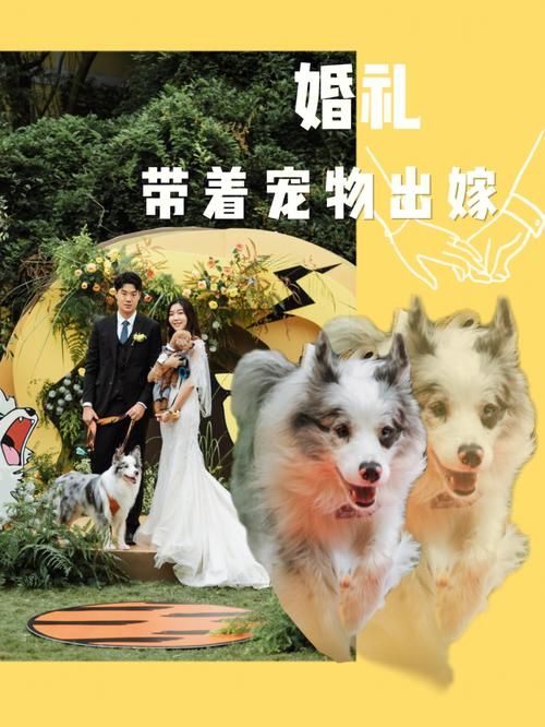 宠物婚介_宠物婚介介绍