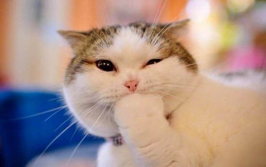 猫鼻子中间裂开一条缝流血