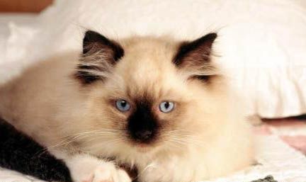 猫鼻子中间裂开一条缝流血
