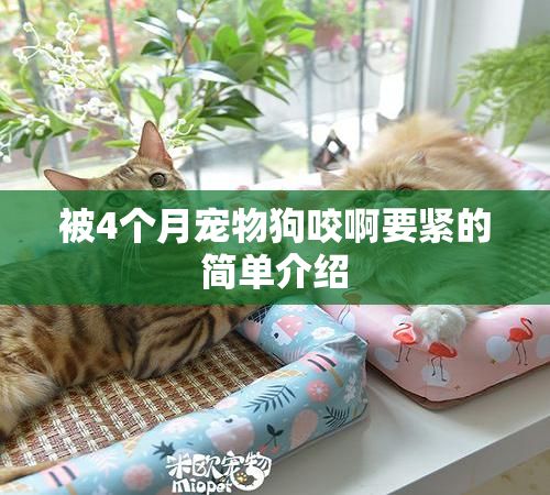 被4个月宠物狗咬啊要紧的简单介绍
