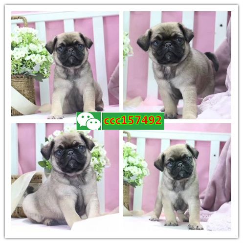 娄底斗牛犬好养吗、娄底店