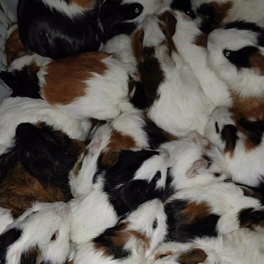 荷兰猪批发零售价格