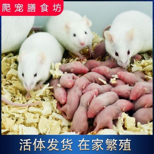 活体小白鼠成年体繁殖组乳鼠小鼠大鼠活物包活包邮