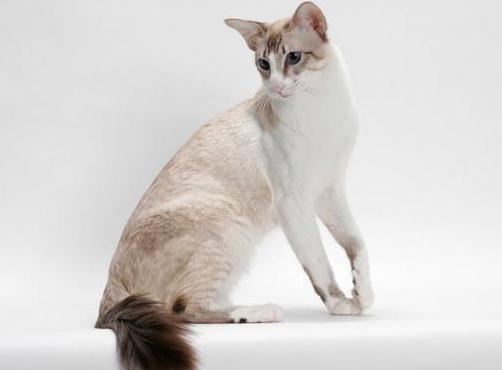 世界十大最聪明的宠物猫，第一竟然是“它”！