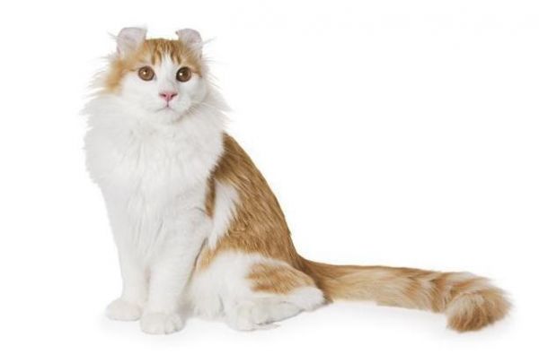 世界十大最聪明的宠物猫，第一竟然是“它”！