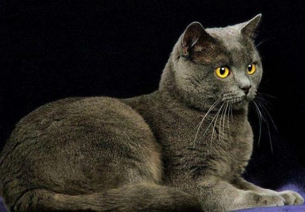 世界十大最聪明的宠物猫，第一竟然是“它”！