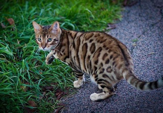 世界十大最聪明的宠物猫，第一竟然是“它”！