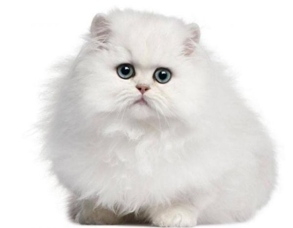 世界十大最聪明的宠物猫，第一竟然是“它”！