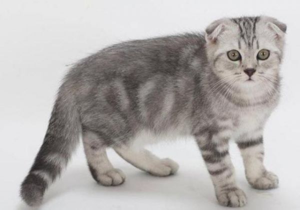世界十大最聪明的宠物猫，第一竟然是“它”！