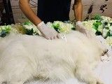 南山专业宠物火化服务中心-宠物火化电话