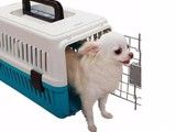 深圳宠物猫托运 宠物托运 宠物托运公司电话