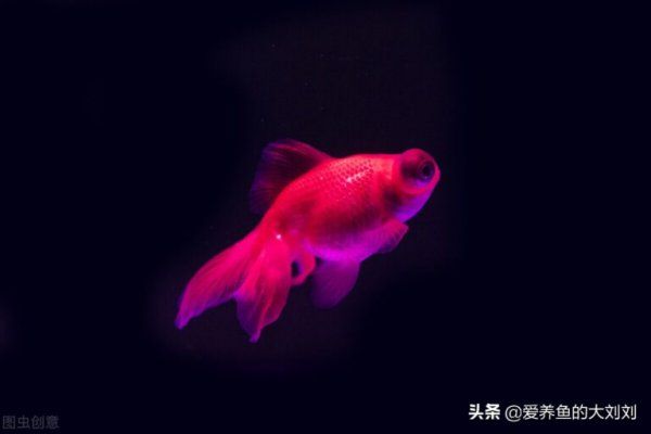 为什么金鱼会变黑
