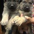 四川达州买昆明犬 养犬基地常年出售昆明犬