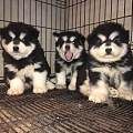 达州买阿拉斯加 养犬场漂亮小阿拉出售