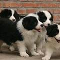 达州买狗买边牧 养犬场可爱小边牧出售