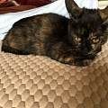 已绝育猫猫 免费领养 免费疫苗