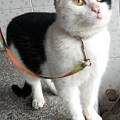 免费领养猫猫 免费绝育 免费赠送一年猫粮猫砂