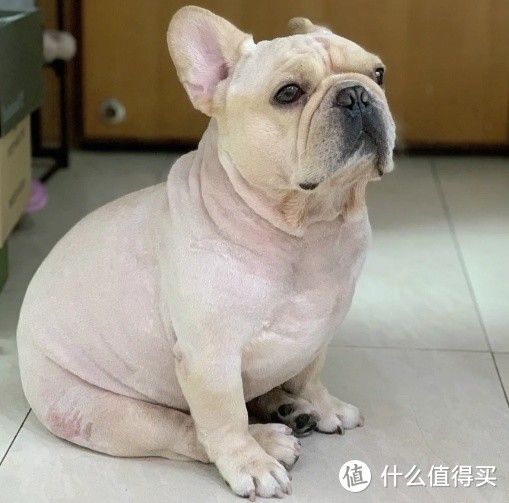 为什么“法斗”的弃养率这么高?