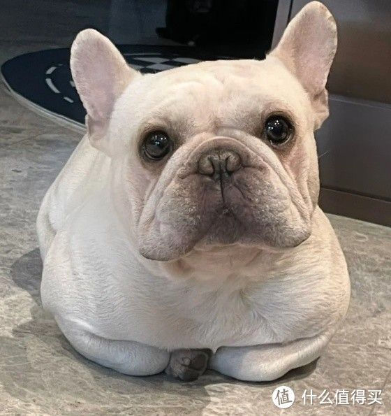 为什么“法斗”的弃养率这么高?
